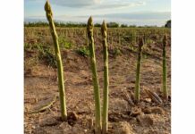 Реабилитацията на аспержите – полезните буржоазни зеленчуци