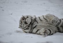 Бенгалският тигър от зоопарка в София се радва на снега