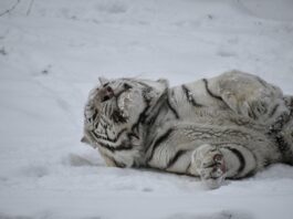 Бенгалският тигър от зоопарка в София се радва на снега