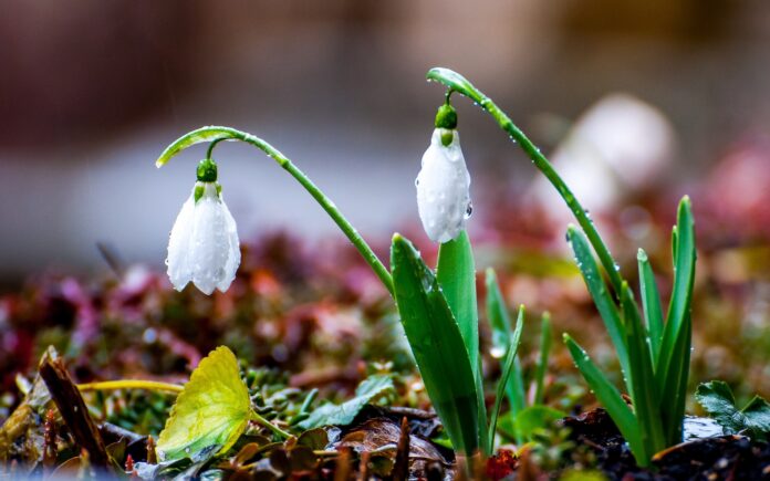 Nature___Seasons___Spring_Snowdrops_in_spring_066202_