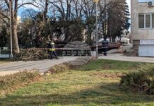 Силен вятър събори иглолистно дърво в Перник, няма пострадали