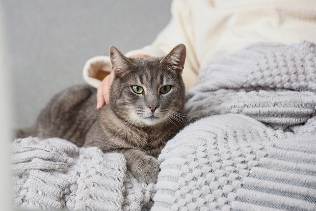 owl_detail_620_fe4b7d7278b631f4b17f318be06305e0