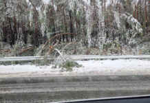 Силен вятър повали дървета по пътищата към Пампорово и Смолян, няма пострадали