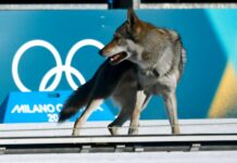 Най-неочакваният фотофиниш на Олимпийските игри: вълчак срещу скиори (видео)