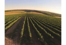 Първият знак на качественото вино – трябва да е идеално бистро и искрящо