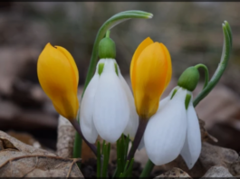 ВРЕМЕТО ПРЕЗ МАРТ