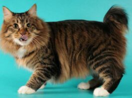 Русия се превърна в най-приятелската към котките страна в света.