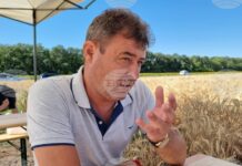 Посевите от есенници в област Добрич са в добро състояние