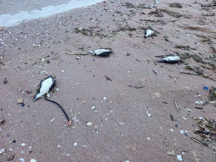 30d639ded741bb0737258a4f1f8032cb