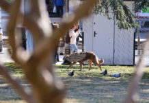 Кампания, насочваща гражданите как да помагат на пострадали животни, ще бъде открита в София