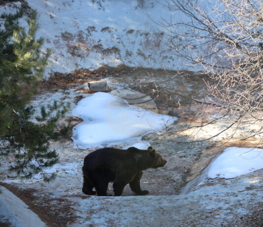 Аржентинските мечки Гордо и Флоренция за пръв път усетиха трева и сняг под лапите си в Парка в Белица
