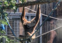 Софийският зоопарк ще бъде с редовно лятно работно време за великденските празници