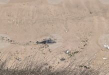 Следи от рибарски мрежи има по телата на откритите през март край Шабла и Дуранкулак морски бозайници, съобщиха от „Зелени Балкани“