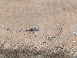 Следи от рибарски мрежи има по телата на откритите през март край Шабла и Дуранкулак морски бозайници, съобщиха от „Зелени Балкани“