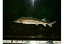 над 190 спасени есетри за 2 г. (Видео)