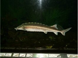 над 190 спасени есетри за 2 г. (Видео)