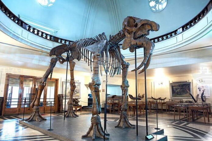Museum-of-Paleontology-and-Historical-Geology-128229.jpg