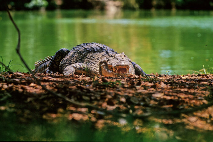 shutterstock_2586303987-pic4_zoom-1500x1500-30800