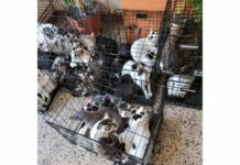 Спасиха 115 котки от апартамент в Букурещ