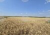 Цената на нивите в област Враца достига 2286 лева за декар през 2025 г., сочат данни на НСИ