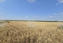 Цената на нивите в област Враца достига 2286 лева за декар през 2025 г., сочат данни на НСИ