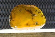 Китайски и израелски учени откриха необичаен хранителен орган при древно насекомо, живяло преди около 100 млн. години