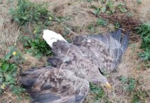 Морски орел в безпомощно състояние е спасен в Ловешко
