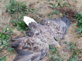 Морски орел в безпомощно състояние е спасен в Ловешко