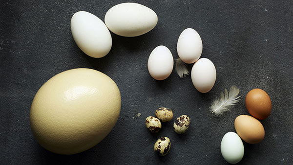 eggs-1
