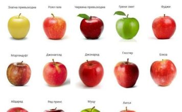 Ябълката – плод с хиляди лица: колко сорта има, кои са най-редките и кои са най-вкусните, има ли черни ябълки?